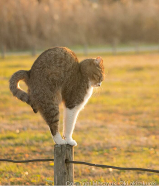 Illustration de l'article : 20 photos montrant la beauté des chats, sublimée à travers l’œil d’un photographe japonais
