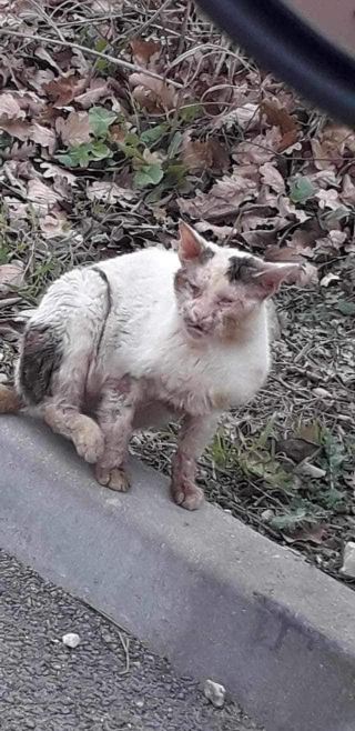Illustration de l'article : La quête d’une seconde chance pour Merlin, chat abandonné au cœur tendre malgré son passé douloureux