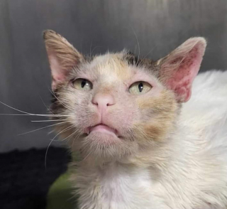Illustration de l'article : La quête d’une seconde chance pour Merlin, chat abandonné au cœur tendre malgré son passé douloureux