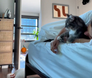 Illustration de l'article : L'amusant et tendre rappel à l'ordre d'un chat à sa maîtresse coupable de l'avoir laissé à l'extérieur de la chambre (vidéo) 