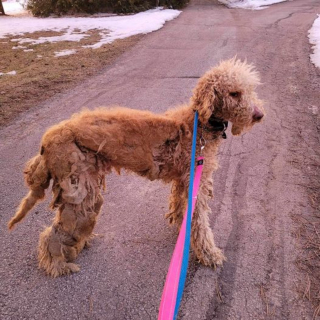 Illustration de l'article : Un chien très mal en point trouve refuge auprès de Golden Retrievers dont le maître décide de lui venir en aide