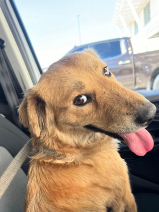 Illustration de l'article : La chienne découverte enfermée dans un conteneur réservait une autre surprise à ses sauveurs