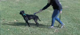 Illustration de l'article : Revirement de situation inattendu pour un chien dont l'euthanasie était programmée le jour de la Saint-Valentin
