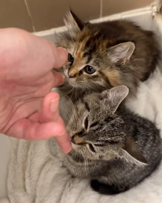 Illustration de l'article : Une chatte errante se présente à la porte d'un refuge dont les bénévoles réalisent qu'elle n'est pas venue seule