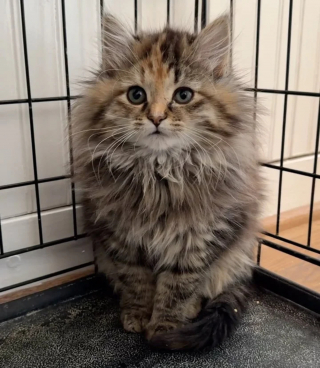 Illustration de l'article : Une chatte errante se présente à la porte d'un refuge dont les bénévoles réalisent qu'elle n'est pas venue seule