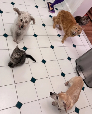 Illustration de l'article : Une chatte errante se présente à la porte d'un refuge dont les bénévoles réalisent qu'elle n'est pas venue seule