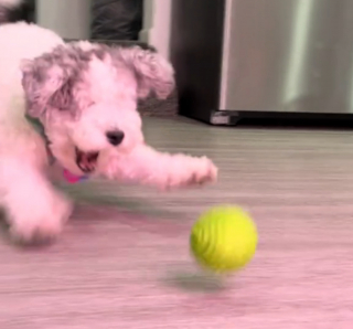 Illustration de l'article : Cette chienne aveugle à la joie de vivre débordante ne laisse pas son handicap la priver de son jeu préféré