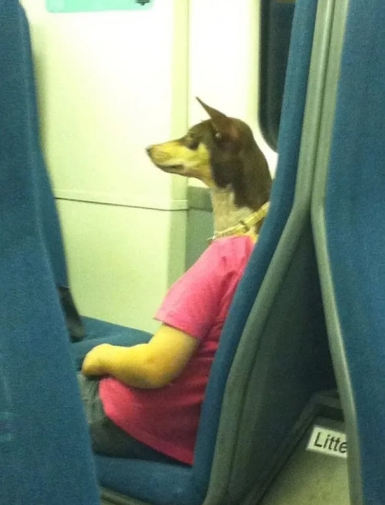Illustration de l'article : 18 photos qui prouvent que les chiens ont un grand sens de l’humour