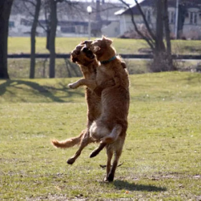 Illustration de l'article : 18 photos qui prouvent que les chiens ont un grand sens de l’humour