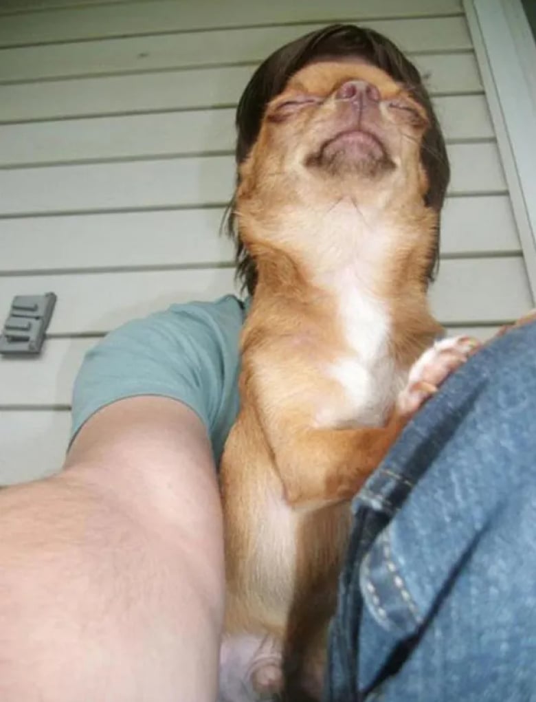 Illustration de l'article : 18 photos qui prouvent que les chiens ont un grand sens de l’humour