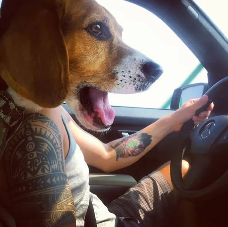 Illustration de l'article : 18 photos qui prouvent que les chiens ont un grand sens de l’humour