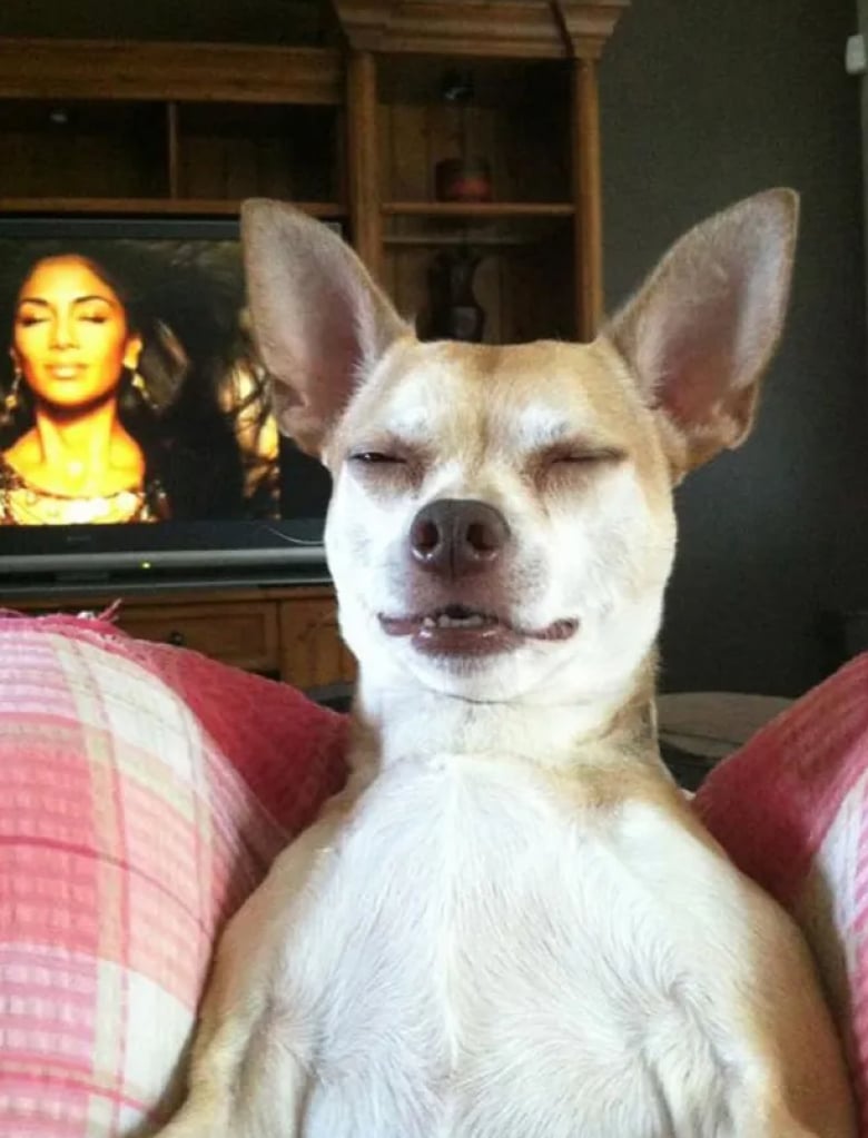 Illustration de l'article : 18 photos qui prouvent que les chiens ont un grand sens de l’humour