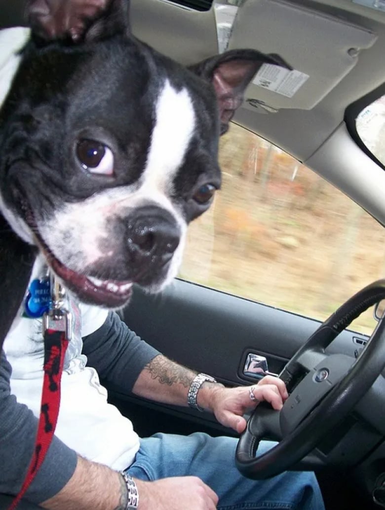 Illustration de l'article : 18 photos qui prouvent que les chiens ont un grand sens de l’humour