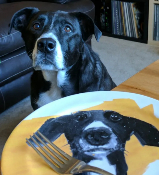 Illustration de l'article : 16 photos montrant l’incroyable convoitise dont peuvent faire preuve nos animaux de compagnie face à notre repas