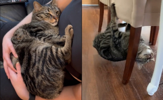 Illustration de l'article : Ange ou démon ? Une vidéo révélant les 2 visages d'un chat sans queue amuse et attendrit les internautes