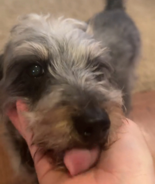 Illustration de l'article : L'attitude touchante d'un chien envers son ami lapin qu'il croit en danger (vidéo)