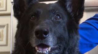 Illustration de l'article : Un drone et son pilote font renaître l'espoir de retrouver le chien perdu d'un vétéran de l'armée