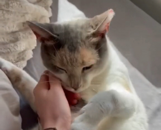 Illustration de l'article : La transformation époustouflante d'une chatte paralysée pour qui on avait suggéré de mettre fin à ses jours (vidéo)