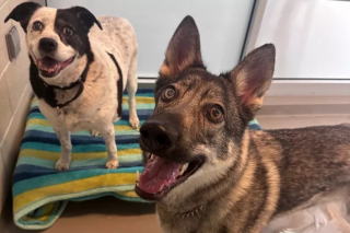 Illustration de l'article : Le soutien indéfectible d'un chien pour son congénère aveugle l'aide à garder le moral en attendant l'adoption