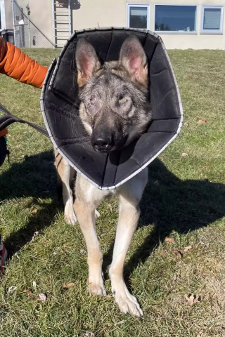 Illustration de l'article : Le soutien indéfectible d'un chien pour son congénère aveugle l'aide à garder le moral en attendant l'adoption