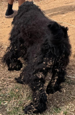 Illustration de l'article : La diffusion d'une vidéo montrant un chien enchaîné dehors et négligé à l'extrême lui donne une lueur d'espoir