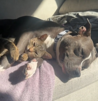 Illustration de l'article : Elle recueille un chat errant et reste incrédule face à l'attitude de son chien à l'égard du nouveau venu (vidéo)