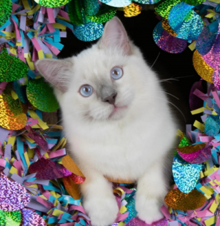 Illustration de l'article : Un chat exprime bruyamment sa déception en constatant la fermeture de son magasin préféré (vidéo)