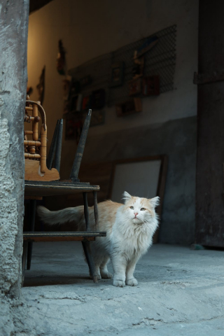Illustration de l'article : Un chat âgé ayant connu la maladie et la négligence impressionne un couple par sa volonté de vivre