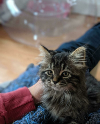 Illustration de l'article : 18 photos montrant la joie profonde que ressentent les chats et les chiens, lorsqu’ils ont enfin trouvé leur famille pour la vie