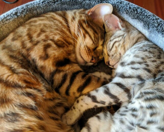 Illustration de l'article : 18 photos montrant la joie profonde que ressentent les chats et les chiens, lorsqu’ils ont enfin trouvé leur famille pour la vie