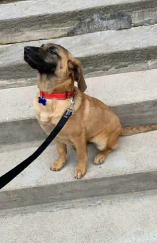 Illustration de l'article : 18 photos montrant la joie profonde que ressentent les chats et les chiens, lorsqu’ils ont enfin trouvé leur famille pour la vie
