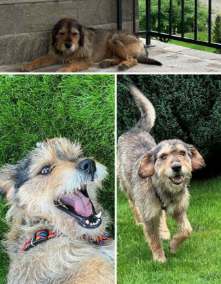 Illustration de l'article : 18 photos montrant la joie profonde que ressentent les chats et les chiens, lorsqu’ils ont enfin trouvé leur famille pour la vie