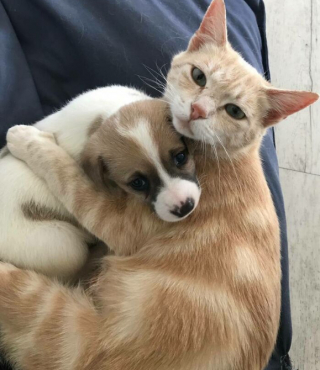 Illustration de l'article : 18 photos montrant la joie profonde que ressentent les chats et les chiens, lorsqu’ils ont enfin trouvé leur famille pour la vie