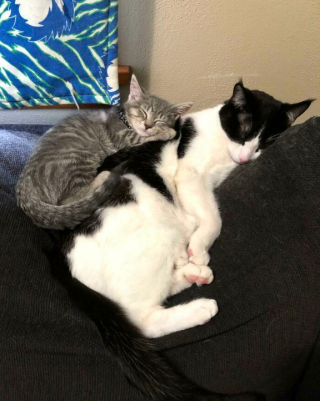 Illustration de l'article : 18 photos montrant la joie profonde que ressentent les chats et les chiens, lorsqu’ils ont enfin trouvé leur famille pour la vie