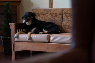 Illustration de l'article : Un chien fugue 3 fois de son refuge pour rejoindre un Ehpad et faire comprendre qu'il est heureux auprès de ces personnes âgées