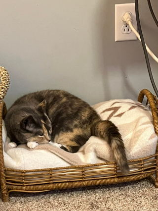 Illustration de l'article : Une chatte jugée « trop collante » est ramenée au refuge quelque temps après son adoption