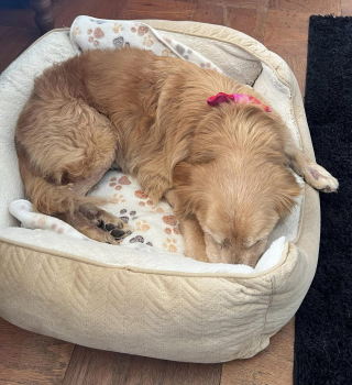 Illustration de l'article : Une association apprend avec stupeur que le chien qu'elle proposait à l'adoption lors d'un évènement était recherché depuis 5 ans
