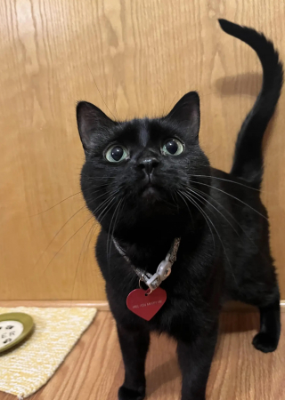 Illustration de l'article : Après un bref moment d'angoisse en constatant l'absence de son chat, elle le retrouve avec une médaille en forme de coeur et un magnifique message