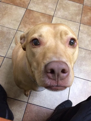 Illustration de l'article : 15 photos de chiens qui prennent conscience qu'ils sont en route pour la clinique vétérinaire