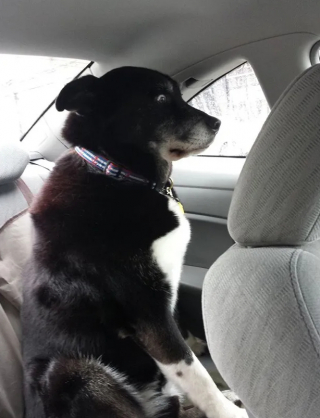 Illustration de l'article : 15 photos de chiens qui prennent conscience qu'ils sont en route pour la clinique vétérinaire