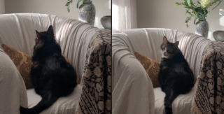 Illustration de l'article : Ce chat rancunier ignore toutes les demandes de sa maîtresse jusqu'à ce qu'elle prononce le mot magique (vidéo)