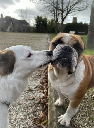 Illustration de l'article : Un Bulldog Anglais est volé chez ses maîtres qui espèrent un heureux dénouement pour l'anniversaire de leur fils