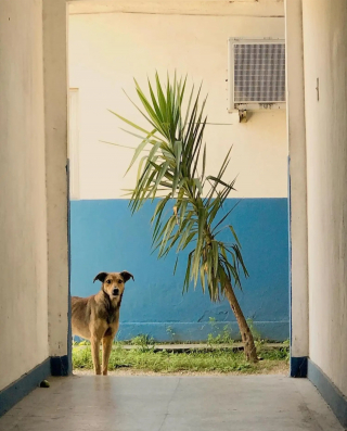 Illustration de l'article : Corporal Oliveira le chien errant recueilli par la police compte toujours plus de fans 5 ans après son sauvetage