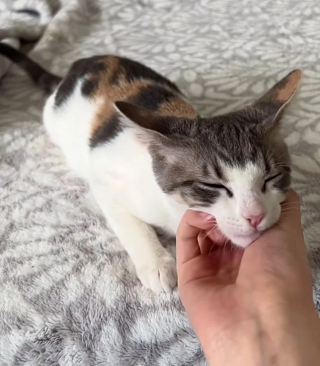 Illustration de l'article : Seul chaton de sa portée à ne pas avoir trouvé de famille, Juneau affronte la maladie et les aléas de la vie en ronronnant non stop