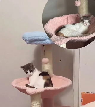 Illustration de l'article : Seul chaton de sa portée à ne pas avoir trouvé de famille, Juneau affronte la maladie et les aléas de la vie en ronronnant non stop