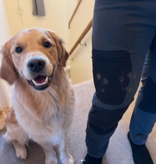 Illustration de l'article : La crise d'adolescence tardive de ce Golden Retriever turbulent amuse sa propriétaire et des dizaines de milliers de followers sur Instagram (vidéo)