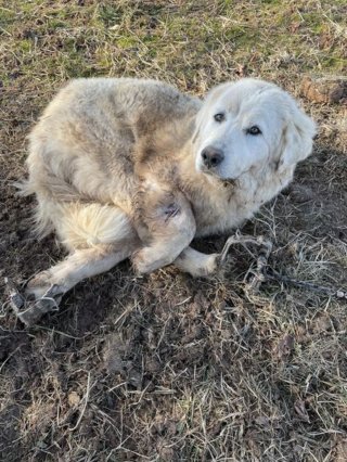 Illustration de l'article : Victime d'un piège et blessée par balle, cette chienne courageuse espère retrouver confiance en l'humain
