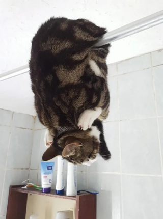 Illustration de l'article : 17 photos qui prouvent que les chats ne réfléchissent pas toujours avant d’agir
