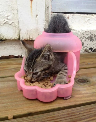 Illustration de l'article : 17 photos qui prouvent que les chats ne réfléchissent pas toujours avant d’agir
