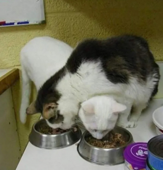 Illustration de l'article : 17 photos qui prouvent que les chats ne réfléchissent pas toujours avant d’agir